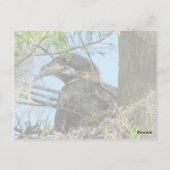 Bald Eagle Briefkaart (Achterkant)