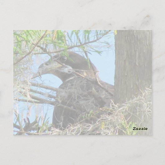 Bald Eagle Briefkaart (Achterkant)