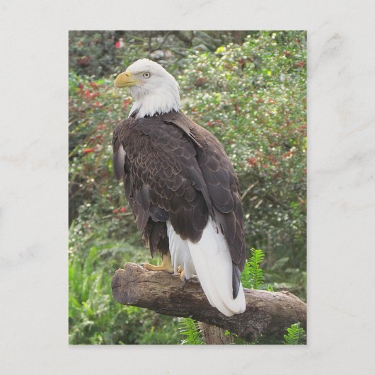 Bald Eagle Briefkaart (Voorkant)