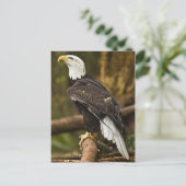 Bald Eagle Briefkaart (Staand voorkant)