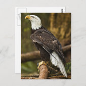 Bald Eagle Briefkaart (Voorkant / Achterkant)