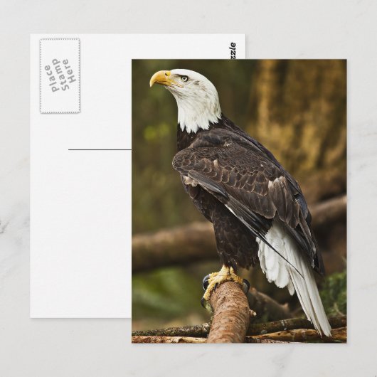 Bald Eagle Briefkaart (Voorkant / Achterkant)