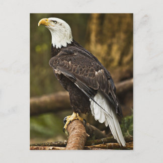 Bald Eagle Briefkaart