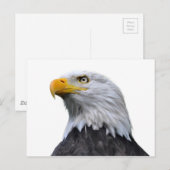 Bald Eagle Briefkaart (Voorkant / Achterkant)