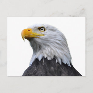Bald Eagle Briefkaart