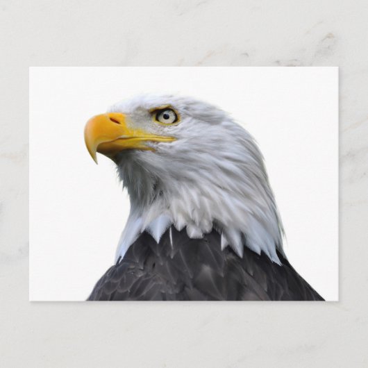 Bald Eagle Briefkaart (Voorkant)
