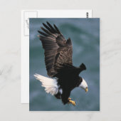 Bald Eagle Briefkaart (Voorkant / Achterkant)