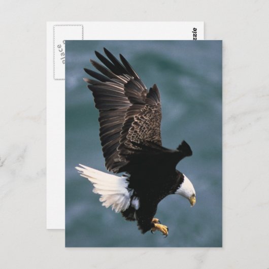 Bald Eagle Briefkaart (Voorkant / Achterkant)