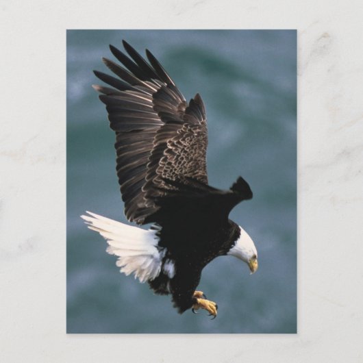 Bald Eagle Briefkaart (Voorkant)