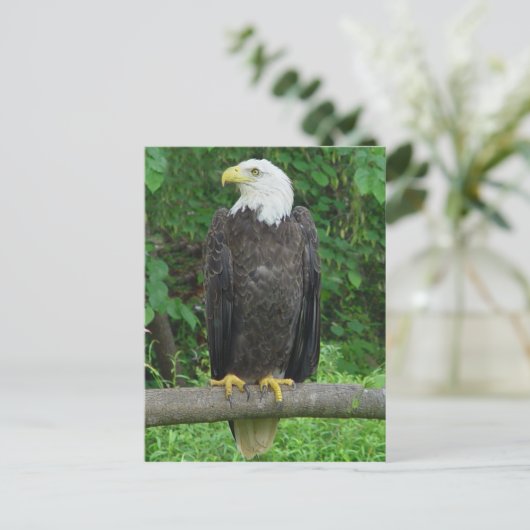 Bald Eagle Briefkaart (Staand voorkant)
