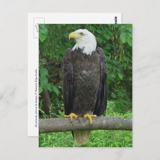 Bald Eagle Briefkaart (Voorkant / Achterkant)