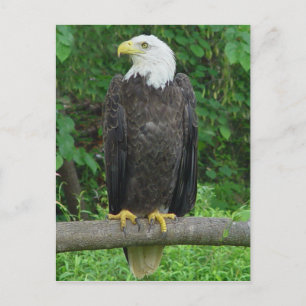 Bald Eagle Briefkaart