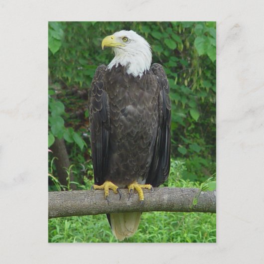 Bald Eagle Briefkaart (Voorkant)