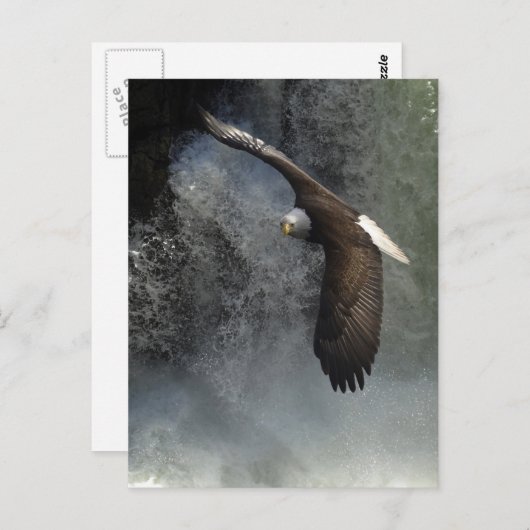 Bald Eagle Briefkaart (Voorkant / Achterkant)