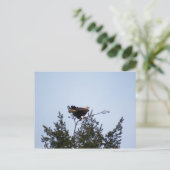 Bald Eagle Briefkaart (Staand voorkant)