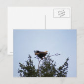 Bald Eagle Briefkaart (Voorkant / Achterkant)