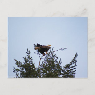 Bald Eagle Briefkaart