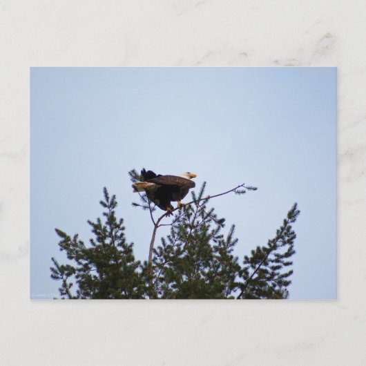 Bald Eagle Briefkaart (Voorkant)