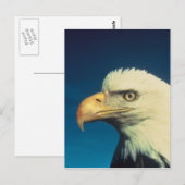 Bald Eagle Briefkaart (Voorkant / Achterkant)