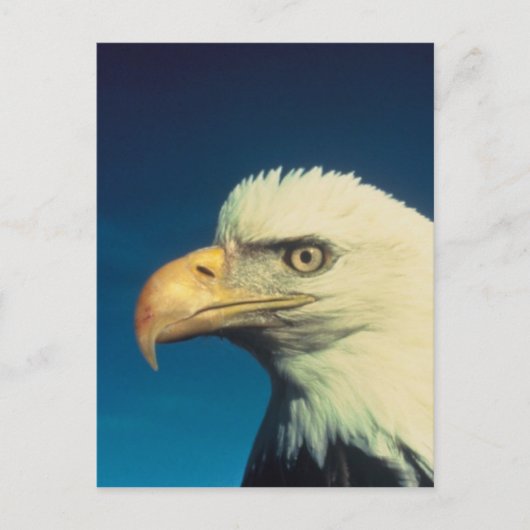 Bald Eagle Briefkaart (Voorkant)
