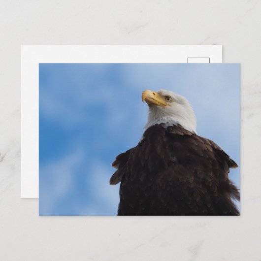 Bald Eagle Briefkaart (Voorkant / Achterkant)