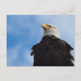 Bald Eagle Briefkaart