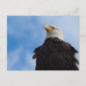 Bald Eagle Briefkaart (Voorkant)