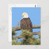 Bald Eagle Briefkaart (Voorkant / Achterkant)