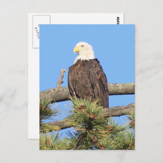 Bald Eagle Briefkaart (Voorkant / Achterkant)