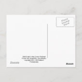 Bald Eagle Briefkaart (Achterkant)