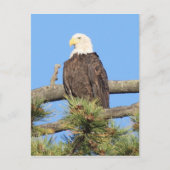 Bald Eagle Briefkaart (Voorkant)