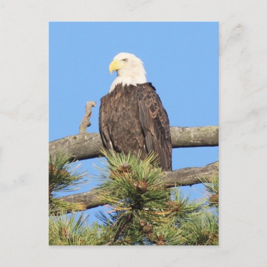 Bald Eagle Briefkaart (Voorkant)