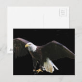 Bald Eagle Briefkaart (Voorkant / Achterkant)