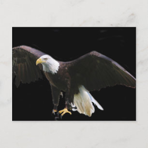 Bald Eagle Briefkaart