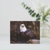 Bald Eagle Briefkaart (Staand voorkant)
