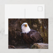Bald Eagle Briefkaart (Voorkant / Achterkant)