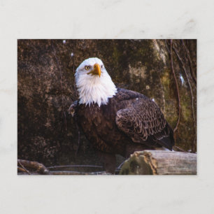 Bald Eagle Briefkaart