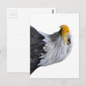 Bald Eagle Briefkaart (Voorkant / Achterkant)
