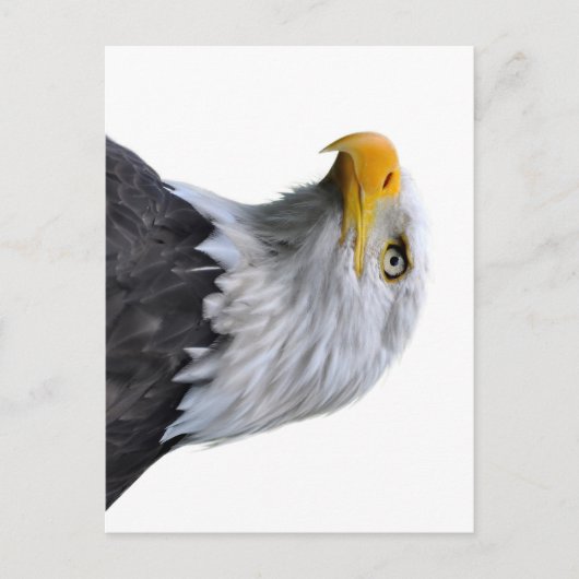 Bald Eagle Briefkaart (Voorkant)