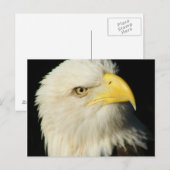 Bald Eagle Briefkaart (Voorkant / Achterkant)