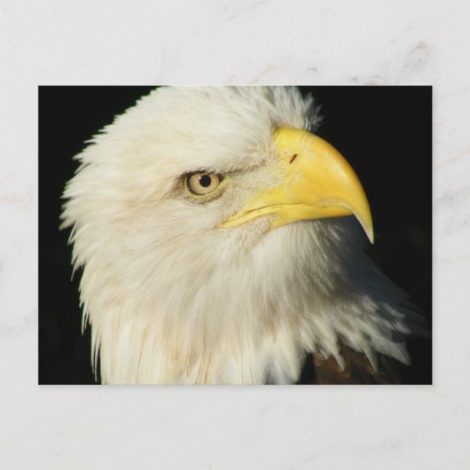 Bald Eagle Briefkaart (Voorkant)