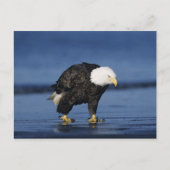 Bald Eagle Briefkaart (Voorkant)