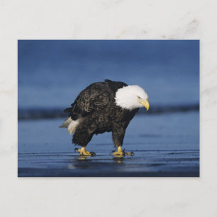 Bald Eagle Briefkaart