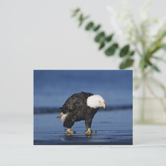 Bald Eagle Briefkaart (Staand voorkant)