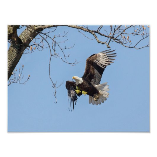 Bald Eagle Building Supplies Foto Afdruk (Voorkant)