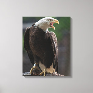 Bald Eagle Calling Canvas Afdruk