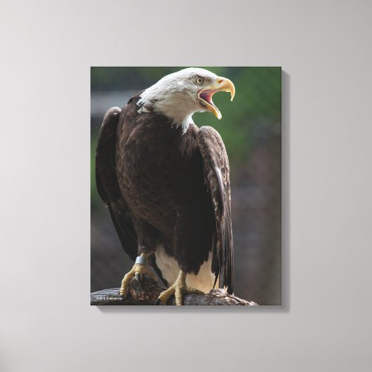 Bald Eagle Calling Canvas Afdruk (Voorkant)