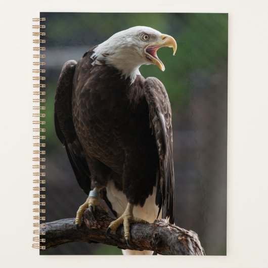 Bald Eagle Calling Planner (Voorkant)