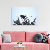 Bald Eagle Canvas Afdruk (Insitu (Woonkamer))
