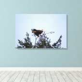 Bald Eagle Canvas Afdruk (Insitu (Houten vloer))
